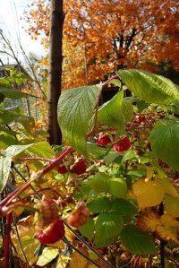 P1060661FramboisesArbreW