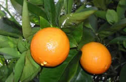 oranges venues d'ailleurs