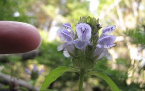 Une très petite orchidée