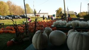 Citrouilles fantôme