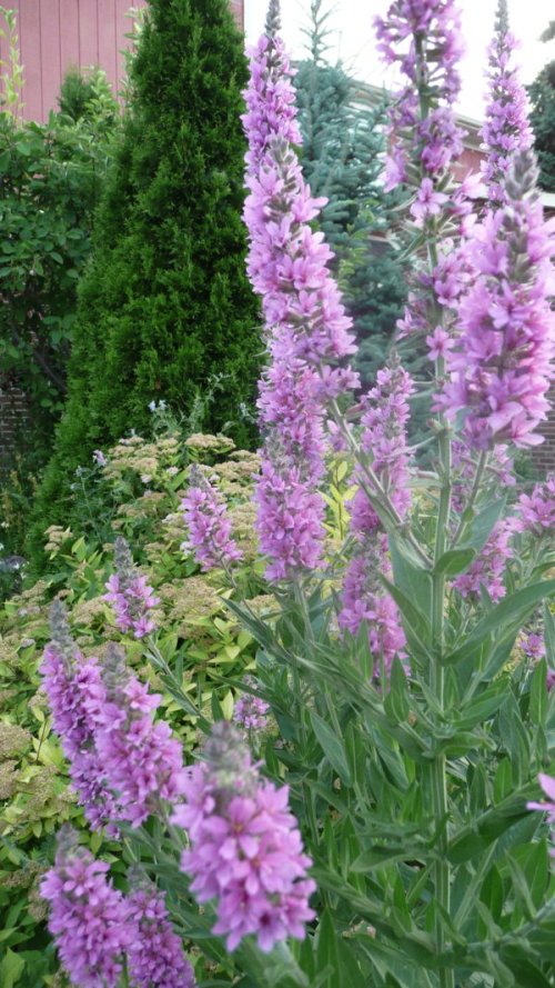 Véroniques à épis Véroniques à épis