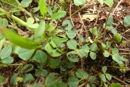 Pagaille dans les trèfles