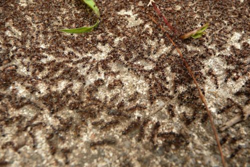 Mêlée générale  de fourmis mêlées