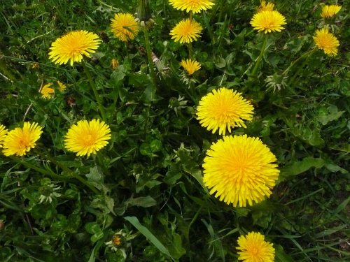 Bouquet de pissenlits