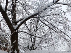 Arbre chargé de neige