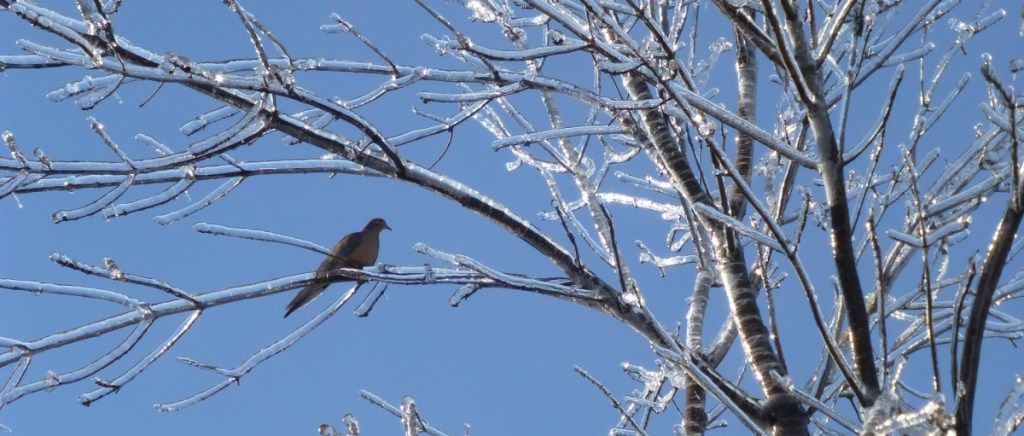 Une tourterelle triste posée sur une branche, derrière la maison