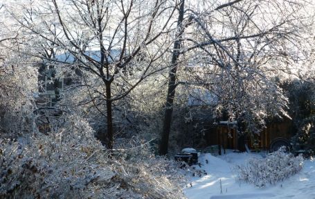 Notre cour arrière est un jardin de givre, photo prise le 24 décembre dernier au matin...