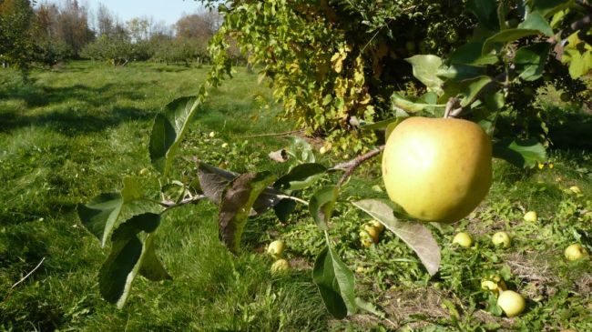Il faut de la patience pour récolter de belles pommes!