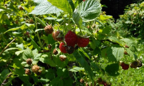 Framboisiers