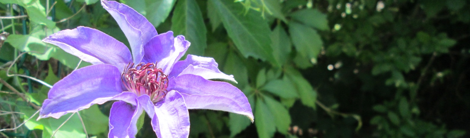 IMG_0451 ClematysLong