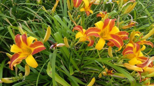 2016-07-28_Hemerocalles