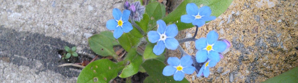 2017BandeMyosotic1200 Copy