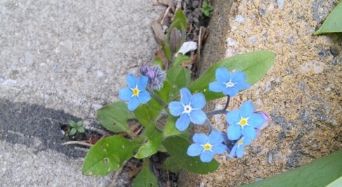 De charmants myosotis prennent pied où ils le désirent! 