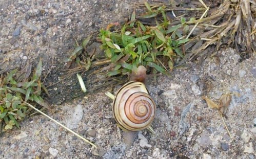 Un escargot qui se hâte avec lenteur (à nos yeux!)