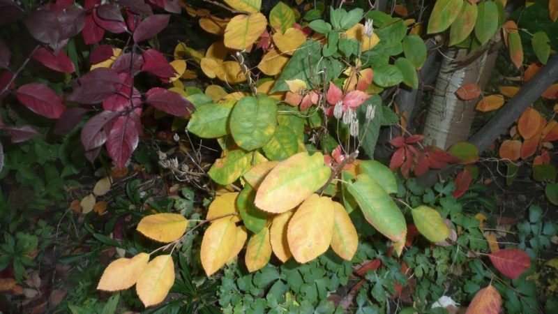 Un petit arbre devant ma maison, aux feuilles lumineuses