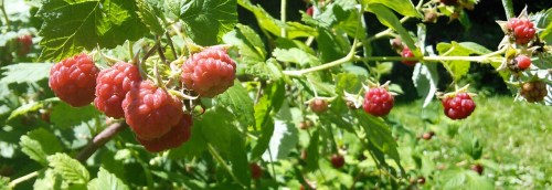 2018-07-07_framboises123838