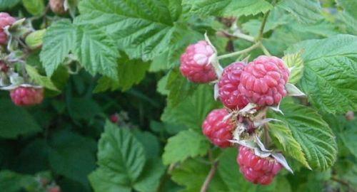 Je reçois une leçon de générosité chaque fois que je cueille ces fruits qui poussent dans ma cour. Le framboisier ne demande rien, seulement du un coin de terre, un peu de soleil et de pluie