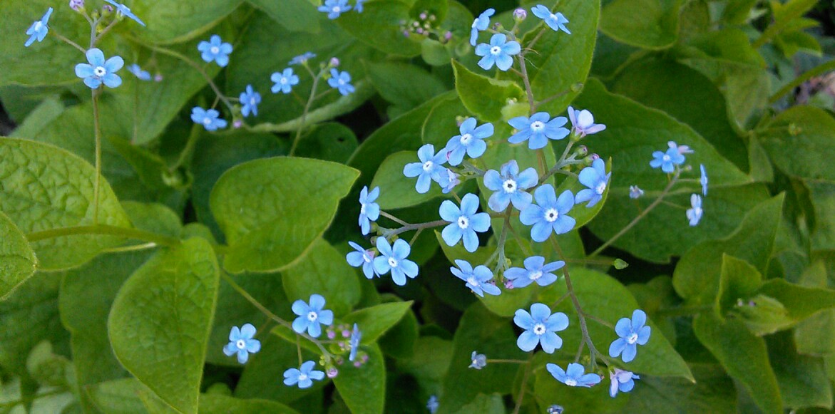 Ces quelques fleurs bleues, toutes petites, pour vous! 