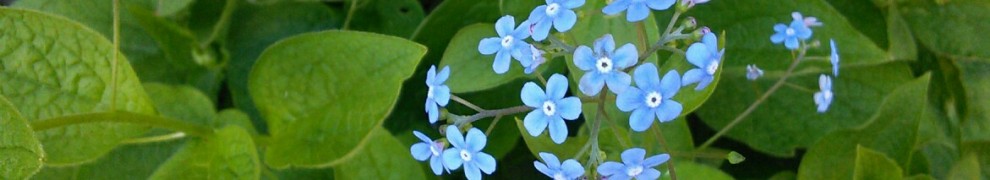 Ces quelques fleurs bleues, toutes petites, pour vous!