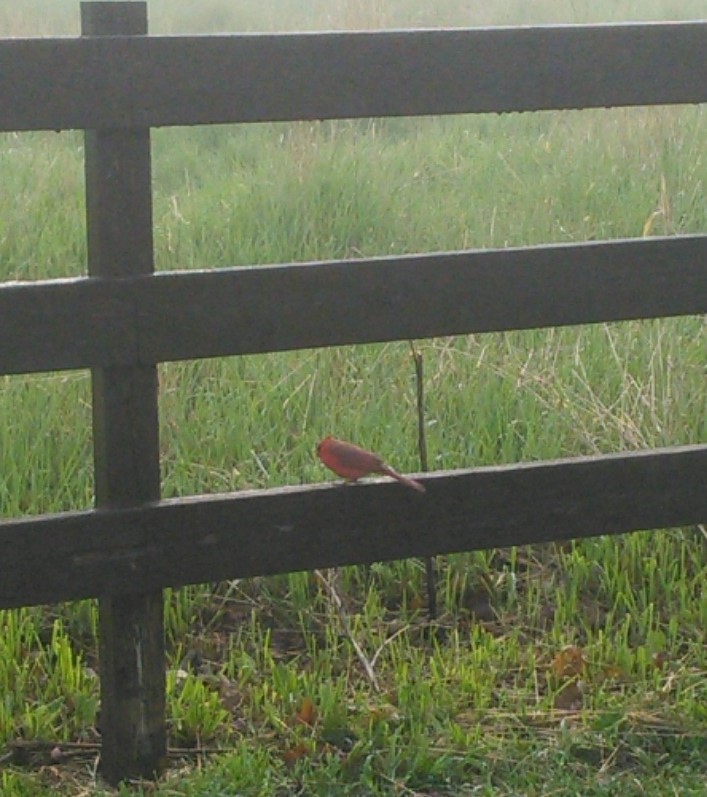 Un cardinal, perché sur la même barrière.