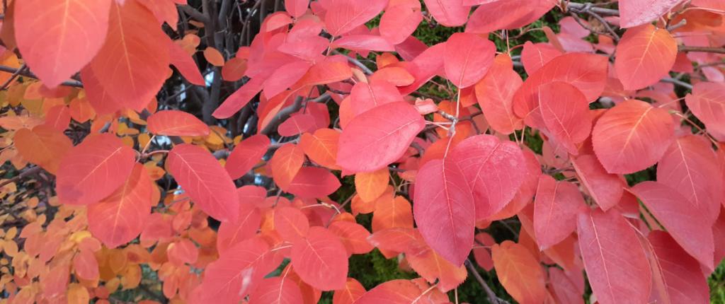 des feuilles bien rouges de notre amélanchier
