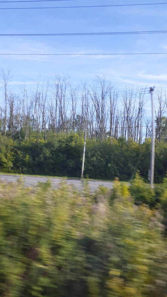 Cette population de frênes en groupe serré était plus vulnérable...