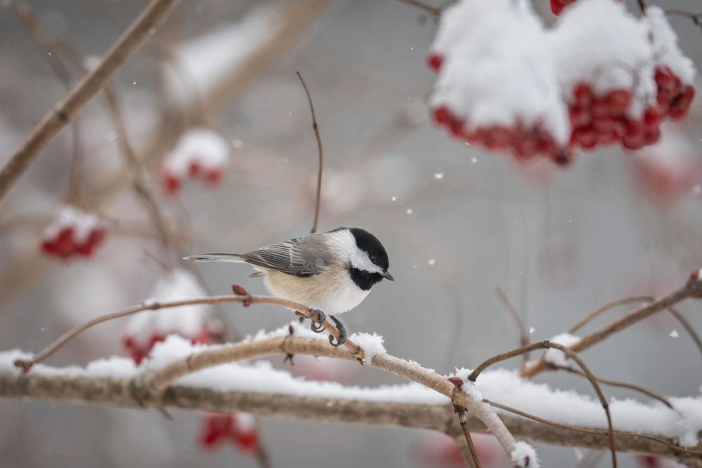 Une mésange perchée sur la branche enneigée... Je n'aurais jamais ou prendre une si bonne photo, donc celle-ci provient de Deposit Photos.